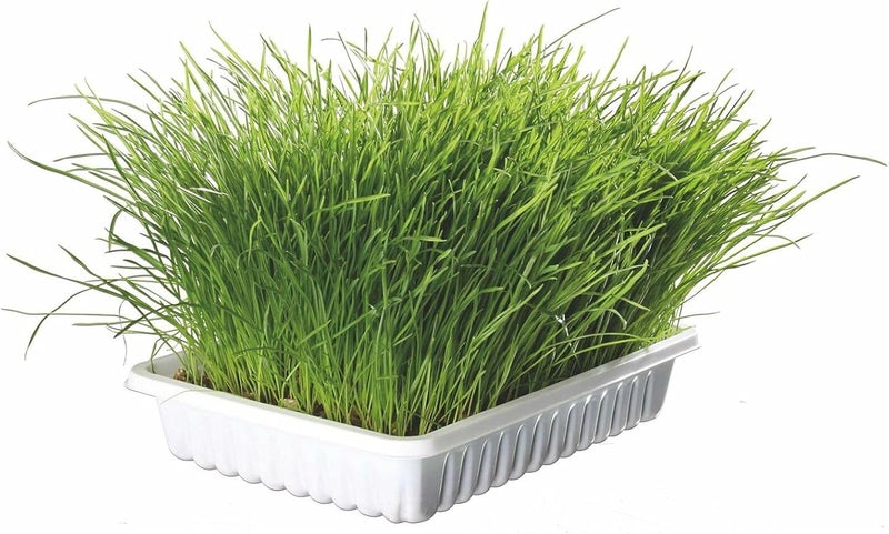 Trixie Cat Grass in Tray for Cats 100g - Image 1