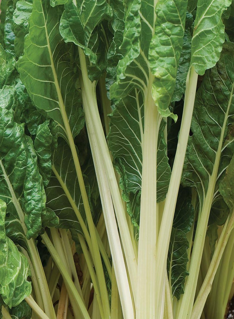 GGOOT Fordhook Giant Swiss Chard - Beta vulgaris cicla VARflavescens 'Fordhook Giant' Vegetable Seeds, Home Garden Planting by Heavy Torch, 400 Seeds