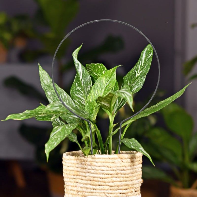 2pcs Decorative Plant Stand Gardening Tools Iron Plants Climbing Holder Rack - Image 3