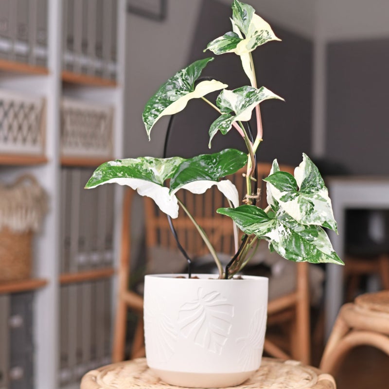 2pcs Decorative Plant Stand Gardening Tools Iron Plants Climbing Holder Rack - Image 5