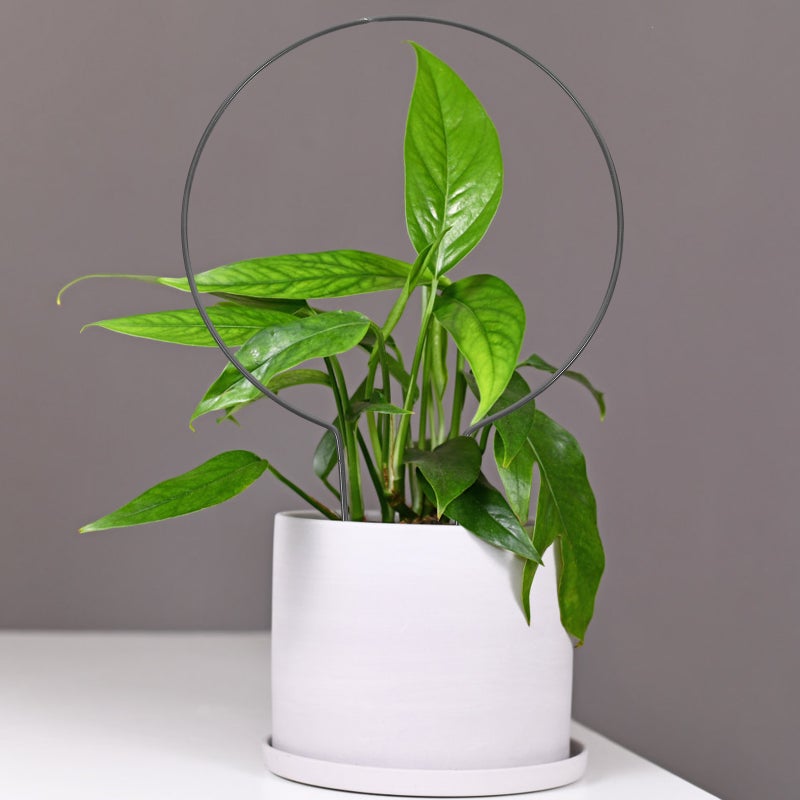2pcs Decorative Plant Stand Gardening Tools Iron Plants Climbing Holder Rack - Image 1
