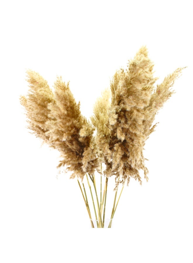 FANCY FLOWERS 10 XL FANCY Natural Pampas Grass Dried Grass Decor Home Decorations Pampas Gras Branches -70 CM - Image 1