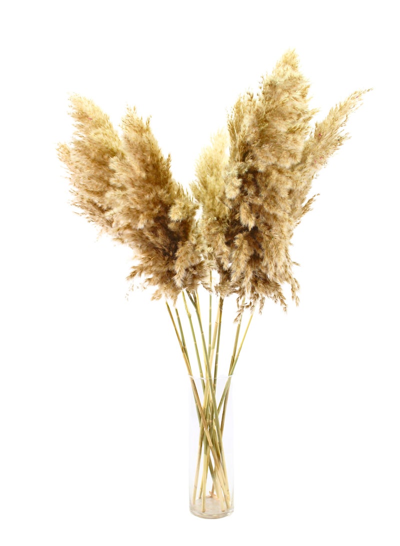 FANCY FLOWERS 10 XL FANCY Natural Pampas Grass Dried Grass Decor Home Decorations Pampas Gras Branches -70 CM - Image 2