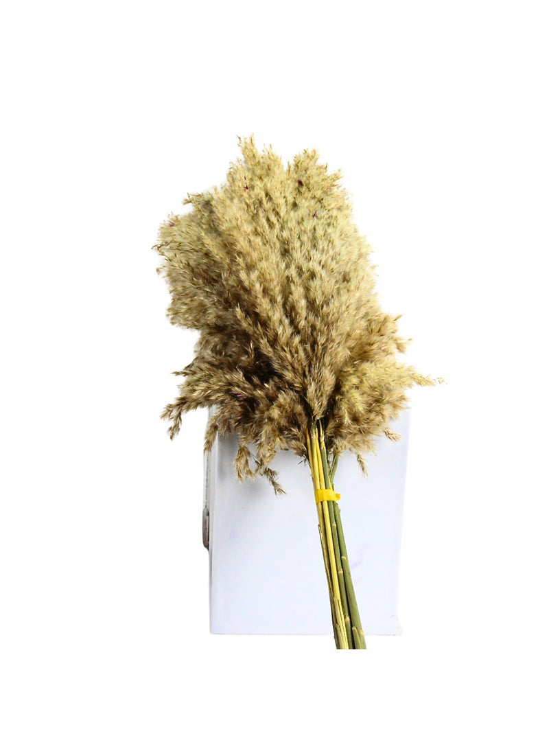 FANCY FLOWERS 10 XL FANCY Natural Pampas Grass Dried Grass Decor Home Decorations Pampas Gras Branches -70 CM - Image 3