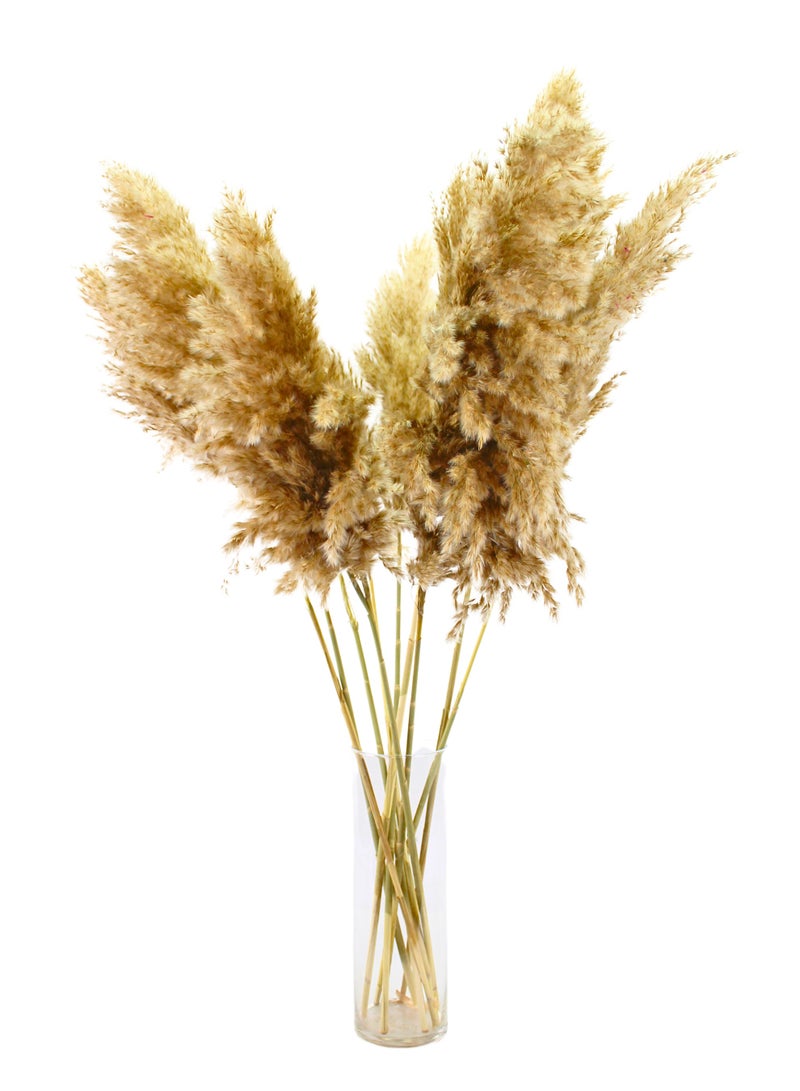 FANCY FLOWERS 10 XL FANCY Natural Pampas Grass Dried Grass Decor Home Decorations Pampas Gras Branches -70 CM - Image 4