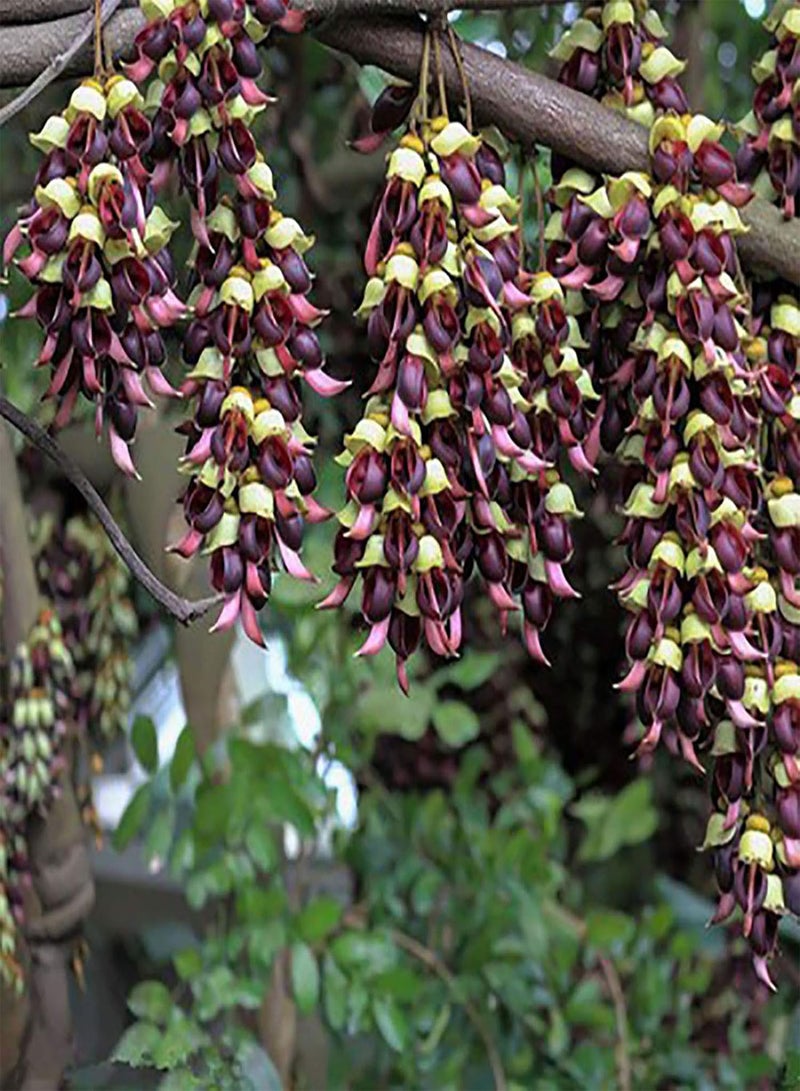 GGOOT 100Pcs/Bag Flower Seeds,Gorgeous Drought Productive Eye-catching Bonsai Seeds for Courtyard Planting Garden Yard Outdoor Purple Mucuna Birdwoodiana - Image 2