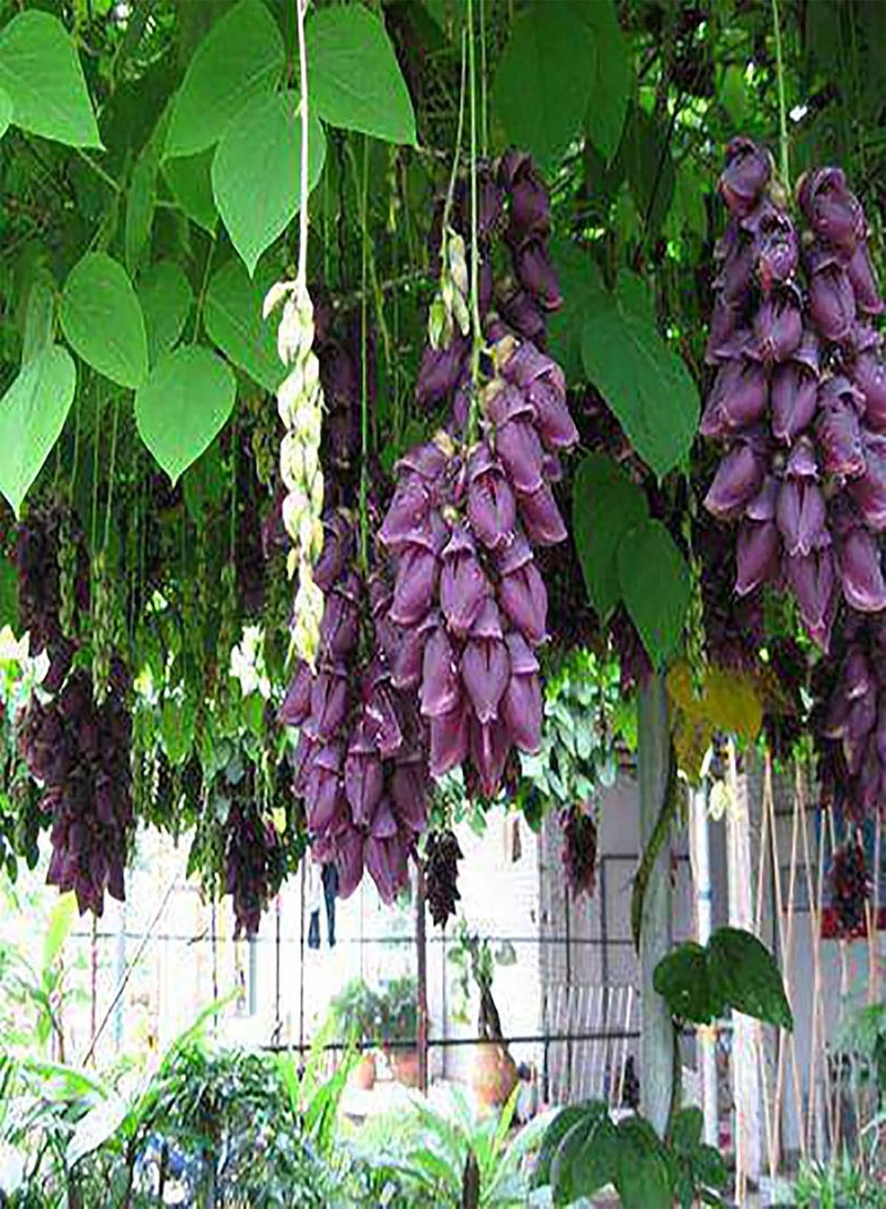 GGOOT 100Pcs/Bag Flower Seeds,Gorgeous Drought Productive Eye-catching Bonsai Seeds for Courtyard Planting Garden Yard Outdoor Purple Mucuna Birdwoodiana - Image 1