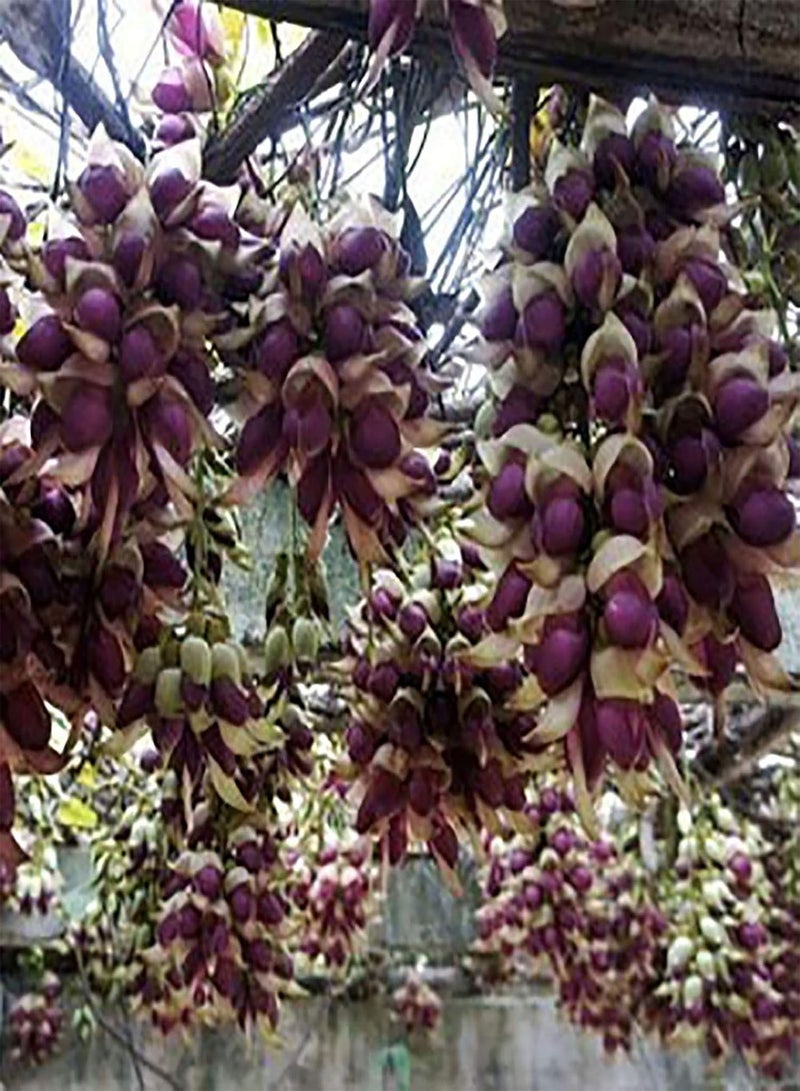 GGOOT 100Pcs/Bag Flower Seeds,Gorgeous Drought Productive Eye-catching Bonsai Seeds for Courtyard Planting Garden Yard Outdoor Purple Mucuna Birdwoodiana - Image 3