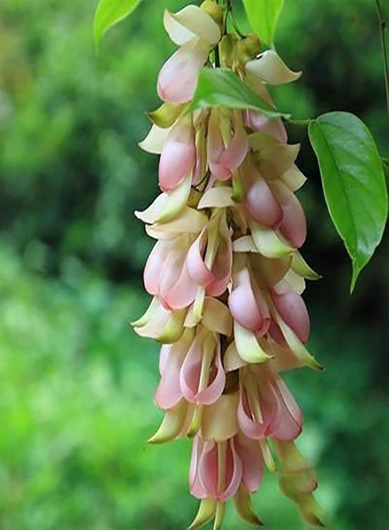 GGOOT 100Pcs/Bag Flower Seeds,Gorgeous Drought Productive Eye-catching Bonsai Seeds for Courtyard Planting Garden Yard Outdoor Purple Mucuna Birdwoodiana - Image 4