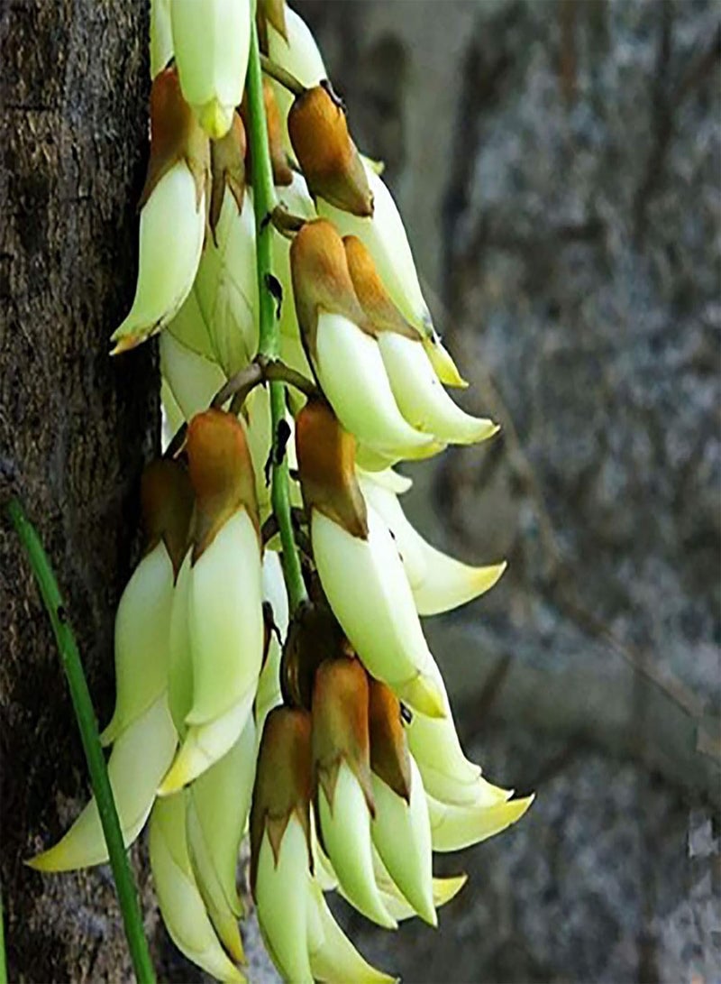 GGOOT 100Pcs/Bag Flower Seeds,Gorgeous Drought Productive Eye-catching Bonsai Seeds for Courtyard Planting Garden Yard Outdoor Purple Mucuna Birdwoodiana - Image 5