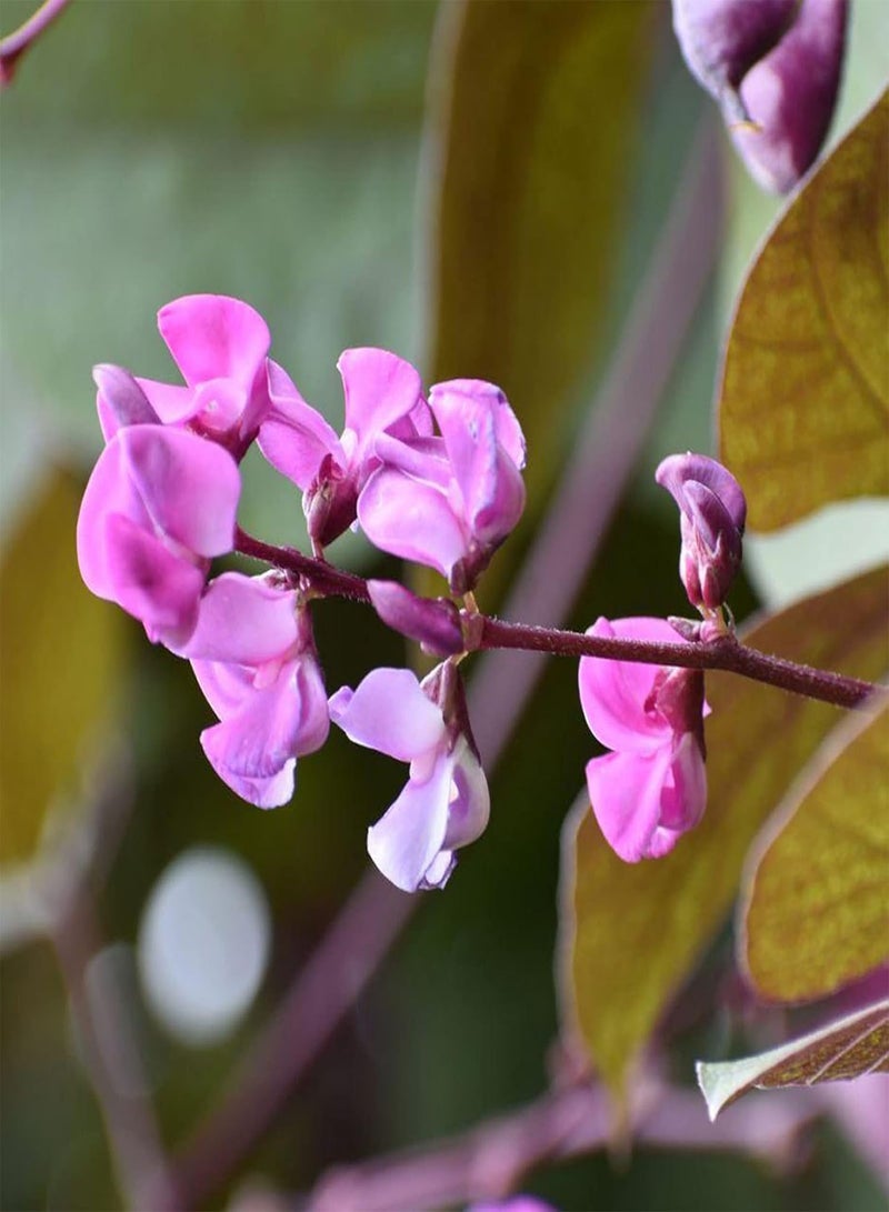 GGOOT 30Pcs/Bag Dolichos Lablab Seeds,Annual Flowering Purple Medium Watering Flower Seeds for Balcony Planting Garden Yard Outdoor 1 Seed - Image 3