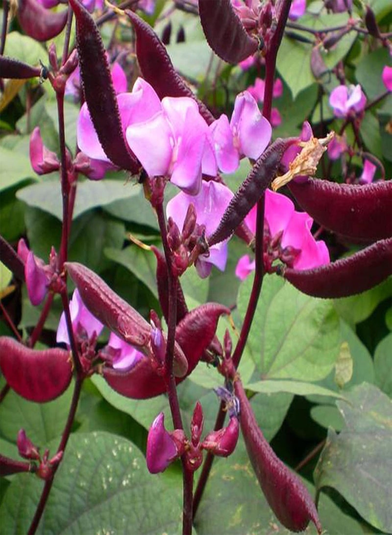 GGOOT 30Pcs/Bag Dolichos Lablab Seeds,Annual Flowering Purple Medium Watering Flower Seeds for Balcony Planting Garden Yard Outdoor 1 Seed - Image 4