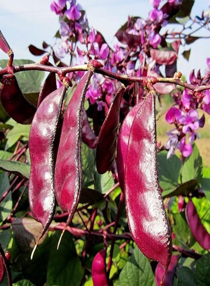 GGOOT 30Pcs/Bag Dolichos Lablab Seeds,Annual Flowering Purple Medium Watering Flower Seeds for Balcony Planting Garden Yard Outdoor 1 Seed - Image 1