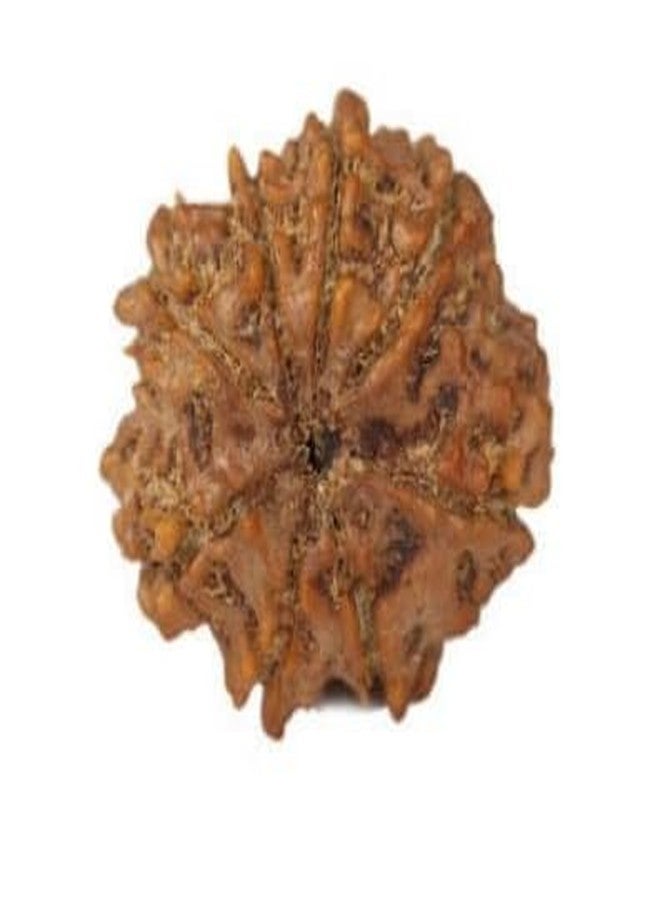 TRINETRA GEMS STONE 8 मुखी रुद्राक्ष With Capping Precious Brown 8 Mukhi Rudraksha Nepali Beads Genuine Eight Face Rudraksha Turnk Beads Aath Mukhi Rudraksha IGL Lab Certified For Men Women - Image 1