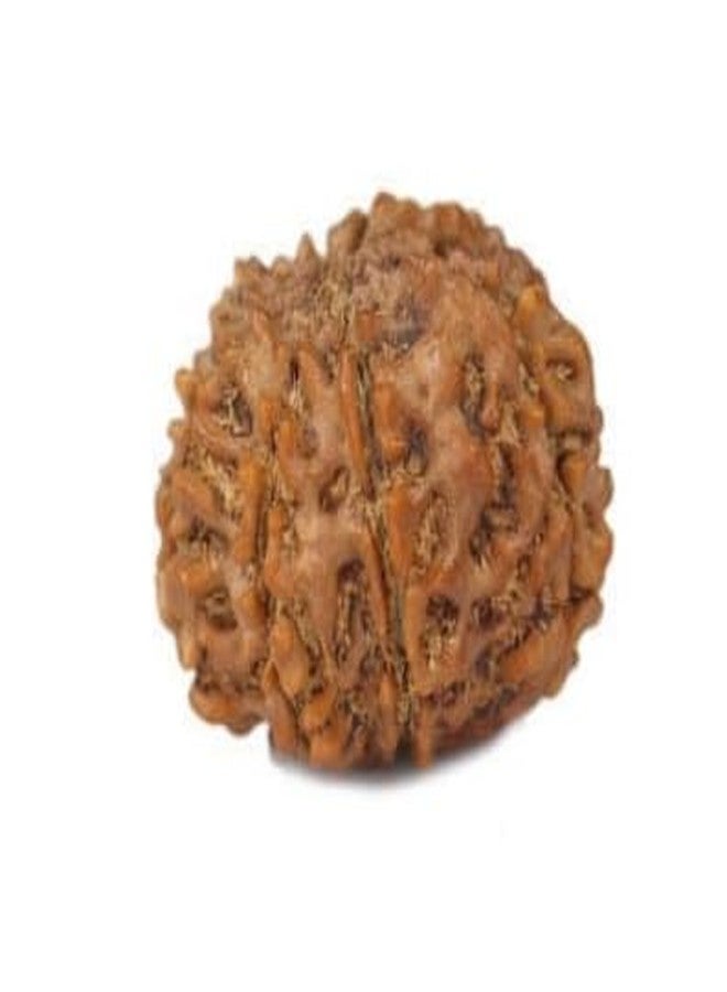 TRINETRA GEMS STONE 8 मुखी रुद्राक्ष With Capping Precious Brown 8 Mukhi Rudraksha Nepali Beads Genuine Eight Face Rudraksha Turnk Beads Aath Mukhi Rudraksha IGL Lab Certified For Men Women - Image 3