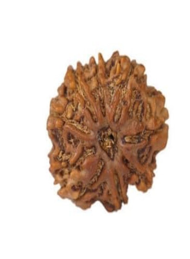 TRINETRA GEMS STONE 8 मुखी रुद्राक्ष With Capping Precious Brown 8 Mukhi Rudraksha Nepali Beads Genuine Eight Face Rudraksha Turnk Beads Aath Mukhi Rudraksha IGL Lab Certified For Men Women - Image 2