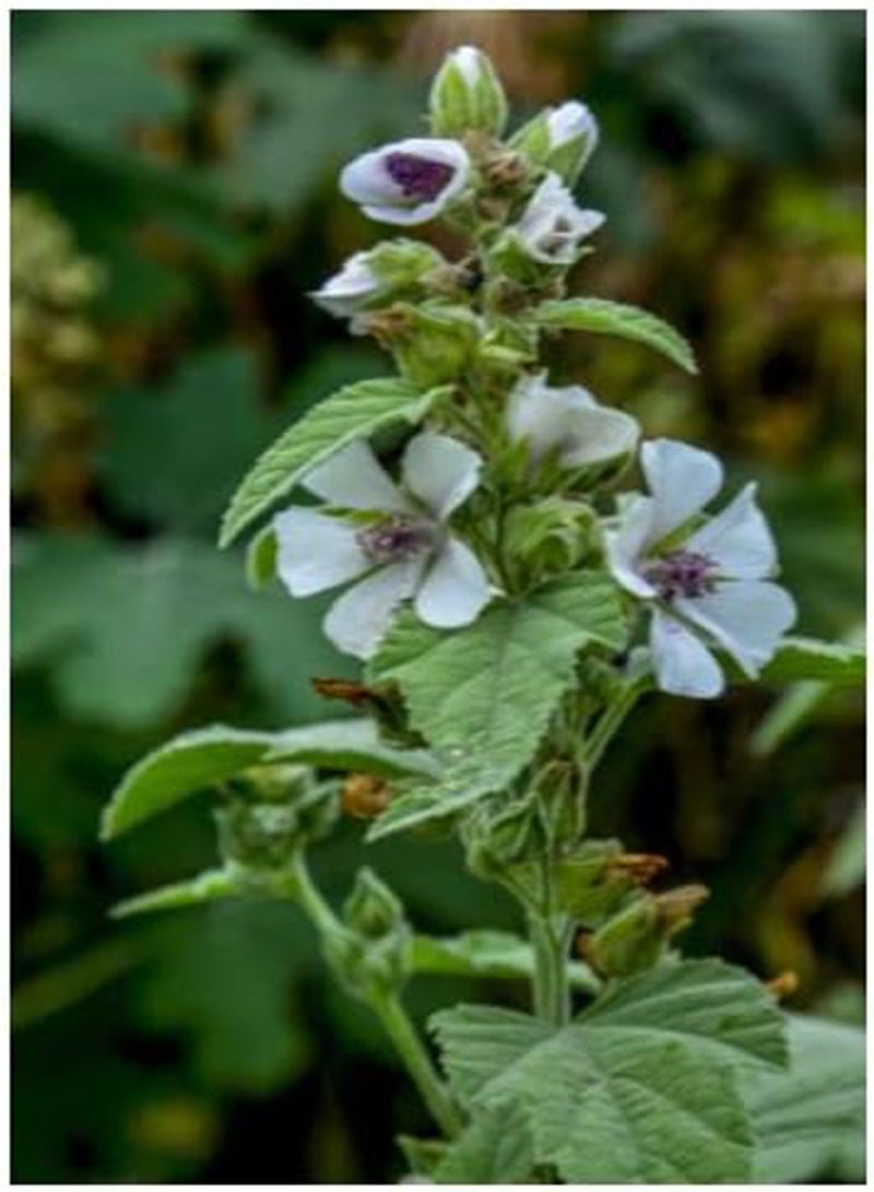جي جوت بذور بذور غريبة الخطمي (Althea officinalis) 200 بذرة - Image 1