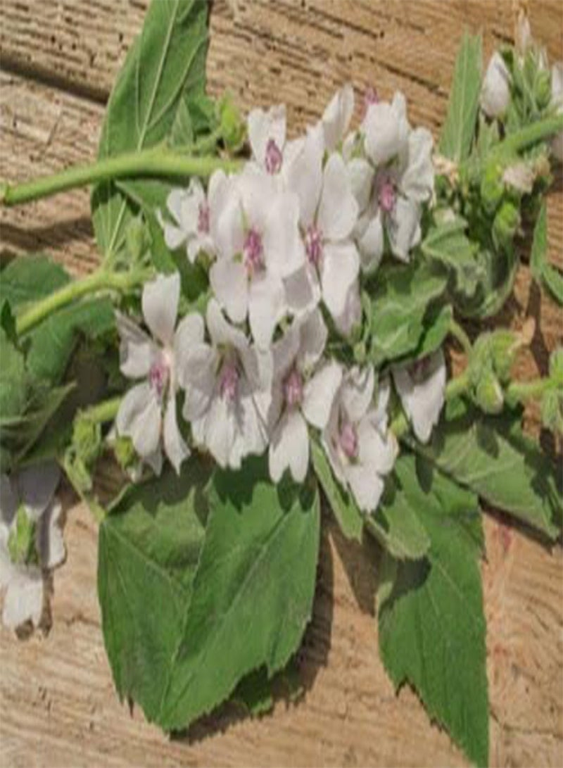 جي جوت بذور بذور غريبة الخطمي (Althea officinalis) 200 بذرة - Image 2