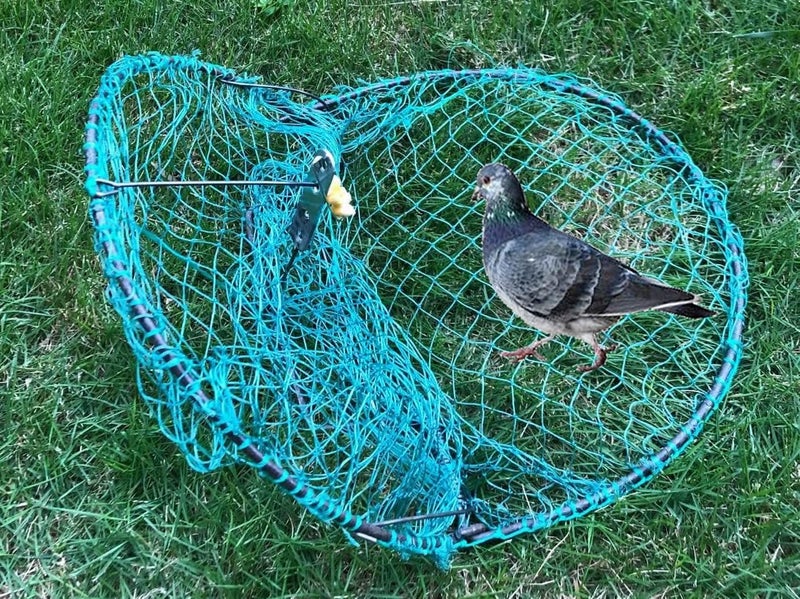 Alemon 12“ Bird, Pigeon, Quail Humane Live Trap Hunting Bird Trap, with Trap Installation Instruction - Image 1