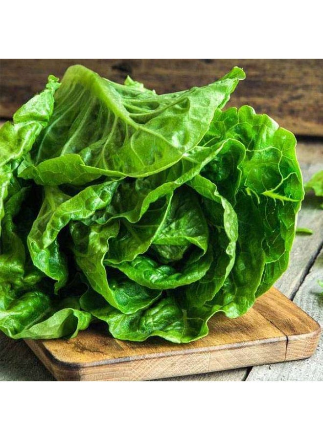 Lettuce Romaine Imported Vegetable Seeds
