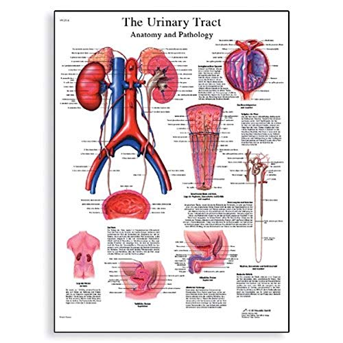3B Scientific VR1514UU Glossy Paper The Urinary Tract Anatomy and Physiology Chart, Poster Size 20" Width x 26" Height - Image 1