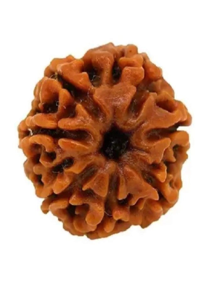 DHYANARSH Laboratory Tested and Certified Brown 7 Mukhi/Faced Rudraksha - Image 1