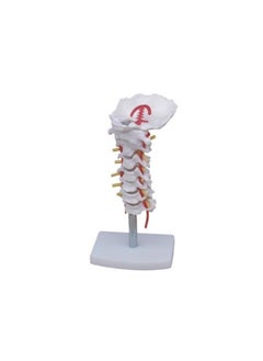 Generic Human 1:1 Size Cervical Vertebral Column with Neck Artery Joint Simulation Model Medical Anatomy Type:YR-H-XC-133 