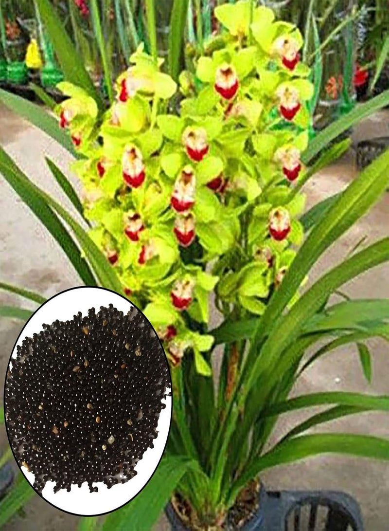 GGOOT Cymbidium Seeds,200Pcs Cymbidium Seeds Blooming Flourishing Vibrant Color High Survival Rate Flower Seeds for Home Green - Image 1