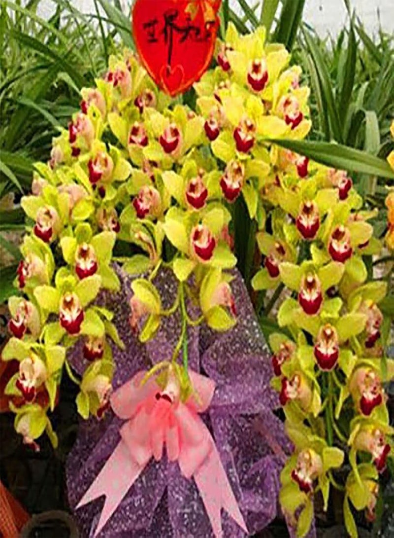 GGOOT Cymbidium Seeds,200Pcs Cymbidium Seeds Blooming Flourishing Vibrant Color High Survival Rate Flower Seeds for Home Green - Image 3
