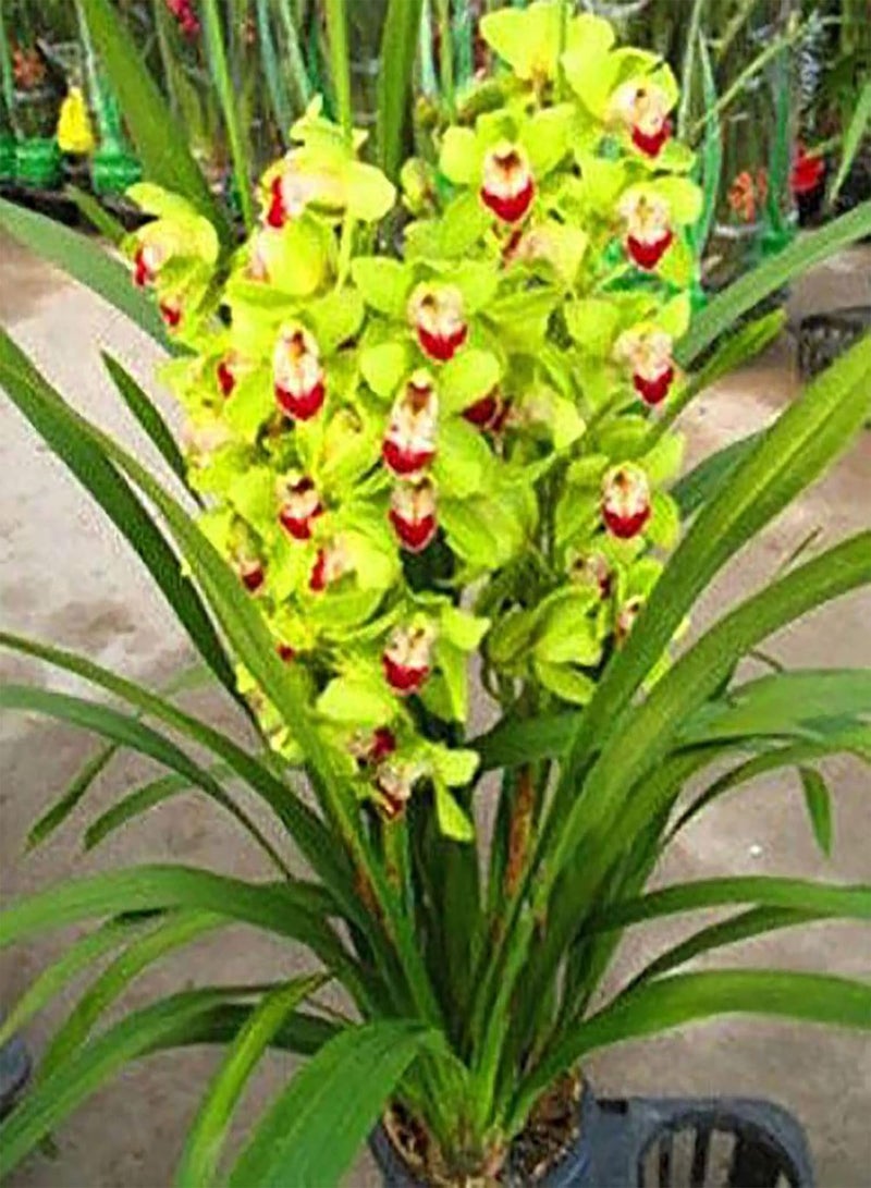 GGOOT Cymbidium Seeds,200Pcs Cymbidium Seeds Blooming Flourishing Vibrant Color High Survival Rate Flower Seeds for Home Green - Image 2