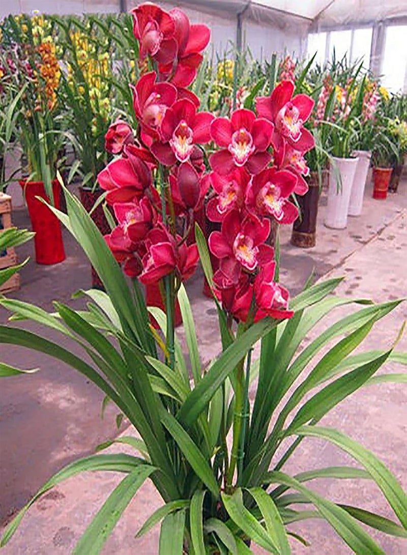 GGOOT Cymbidium Seeds,200Pcs Cymbidium Seeds Blooming Flourishing Vibrant Color High Survival Rate Flower Seeds for Home Green - Image 5