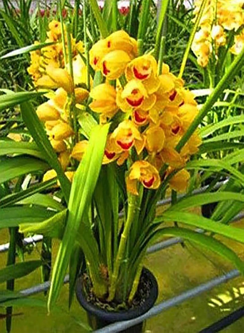 GGOOT Cymbidium Seeds,200Pcs Cymbidium Seeds Blooming Flourishing Vibrant Color High Survival Rate Flower Seeds for Home Green - Image 4