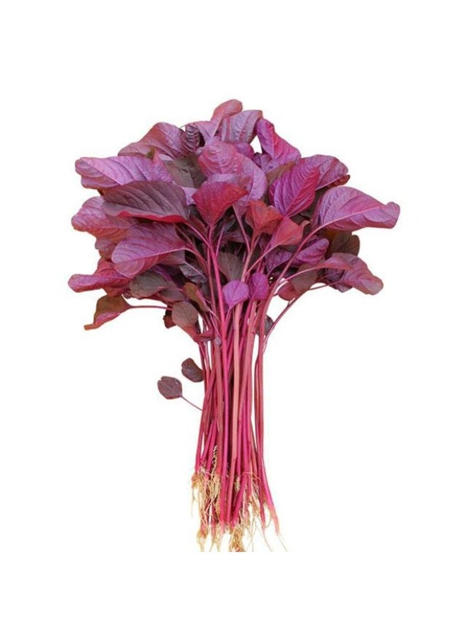 Red Spinach, 70g to 90g per bunch, UAE