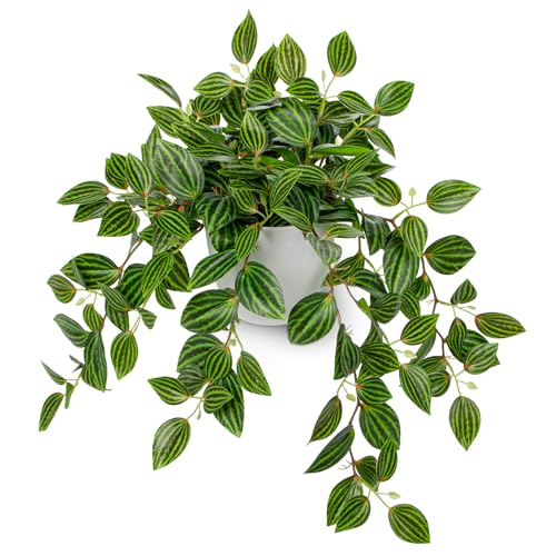 Briful Faux Plants Indoor 17.7in Fake Watermelon Peperomia Plant in Gold Pot with Realistic Silk Green Leaves Artificial Potted Plant for Home Office Table Shelf Desk Modern Room Decor - Image 1