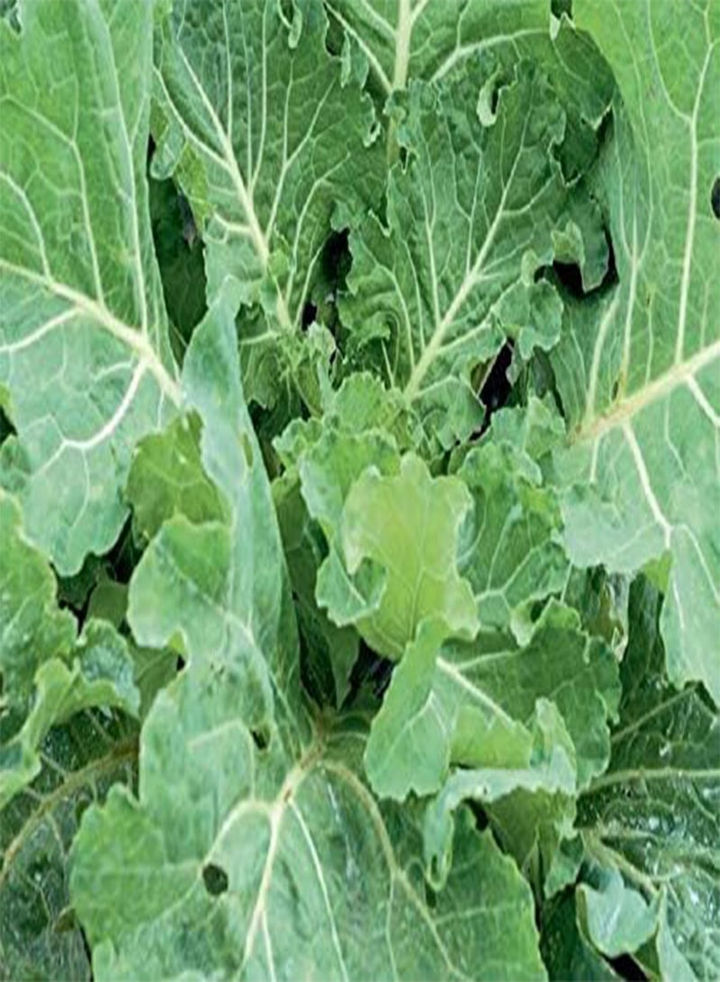 GGOOT Seeds of Vegetable Cabbage/Collard F1 Sweetie