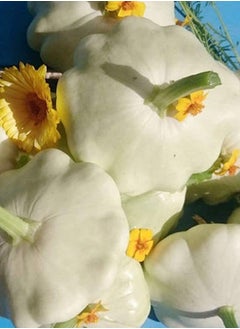 GGOOT 100pcs Pumpkin Seeds White Special Shape Varieties Home Efficient Planting Strong  - Image 3