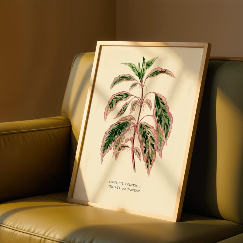 TNESSENTIAL Botanical Wall Art Print, Variegated Leaf Poster, Vintage Plant Art for Tropical Homes – Variegated Hibiscus (Hibiscus cooperi) - Image 4