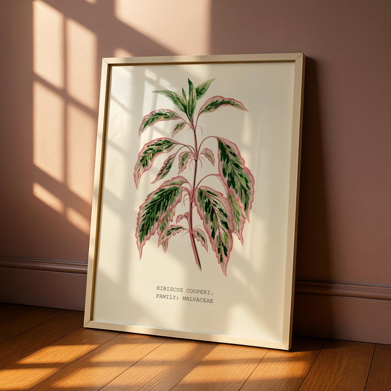 TNESSENTIAL Botanical Wall Art Print, Variegated Leaf Poster, Vintage Plant Art for Tropical Homes – Variegated Hibiscus (Hibiscus cooperi) - Image 1