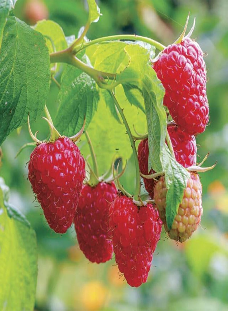 GGOOT Giant Red Raspberry Seeds, Finest Raspberry Seeds Garden Fruit Plant - Juicy and Delicious Raspberry Seeds (10) - Image 2