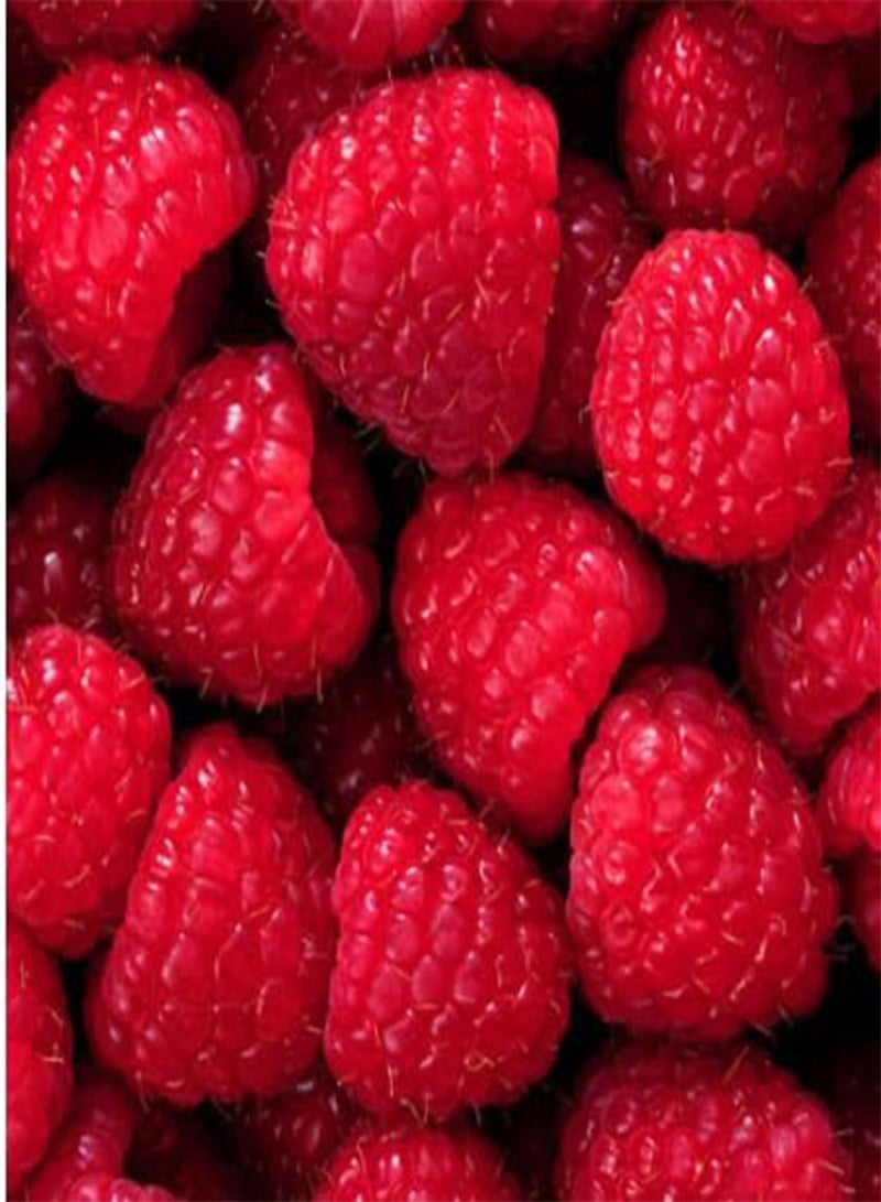 GGOOT Giant Red Raspberry Seeds, Finest Raspberry Seeds Garden Fruit Plant - Juicy and Delicious Raspberry Seeds (10) - Image 3