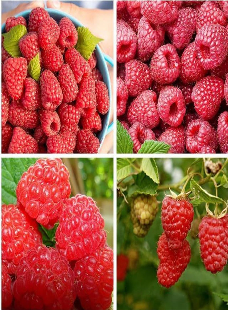 GGOOT Giant Red Raspberry Seeds, Finest Raspberry Seeds Garden Fruit Plant - Juicy and Delicious Raspberry Seeds (10) - Image 1