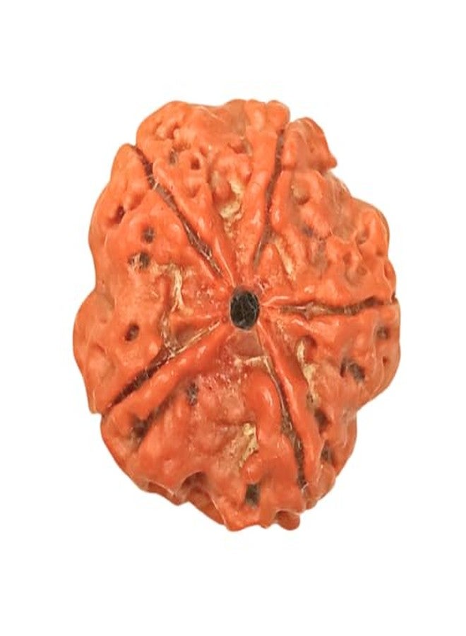 غطاء Rudratree 5 Mukhi Rudraksha Panchaloha (دائري: بني، مقاس 12-22 مم) - Image 1
