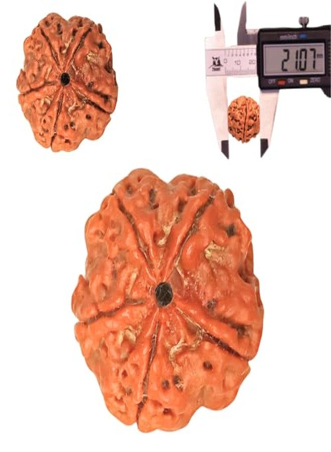 غطاء Rudratree 5 Mukhi Rudraksha Panchaloha (دائري: بني، مقاس 12-22 مم) - Image 2