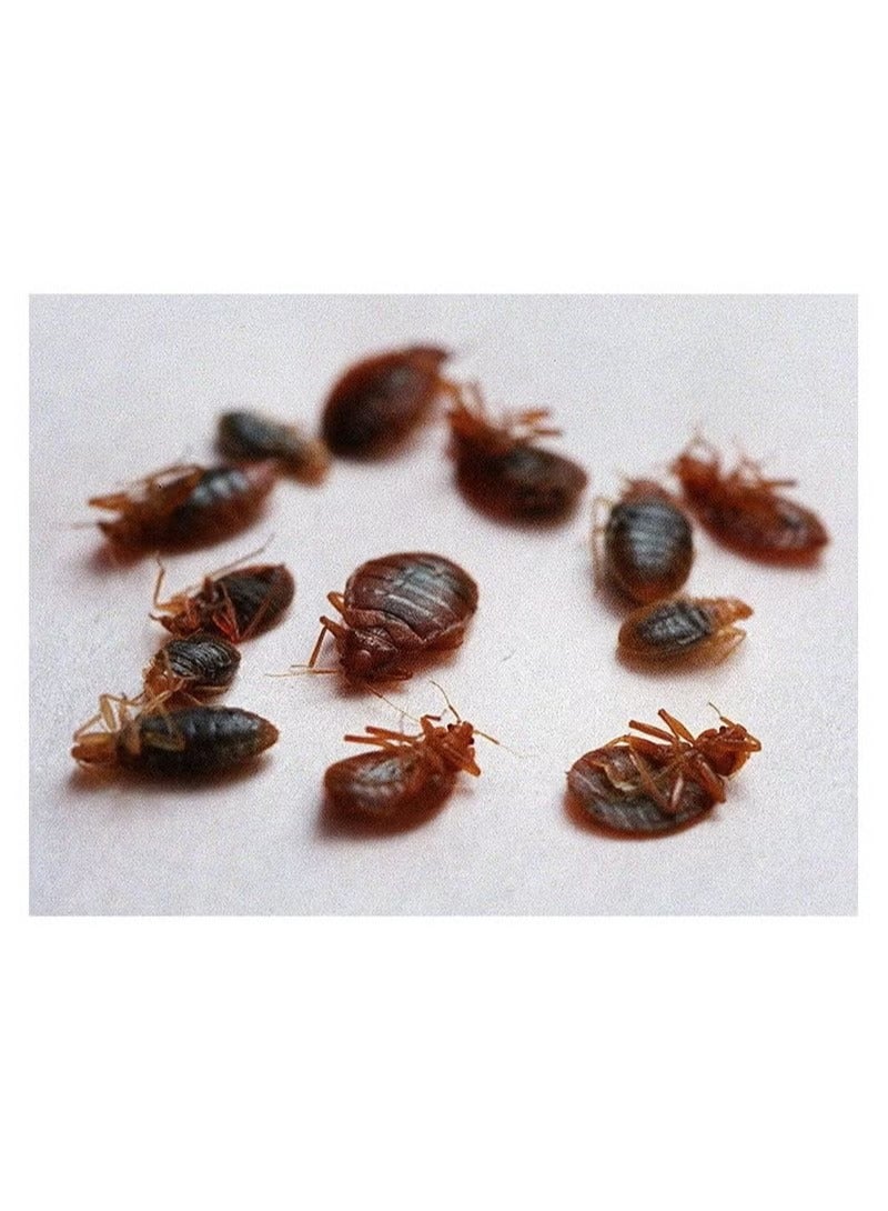 Pilarking Bed Bug Powder 1x100g - Image 2