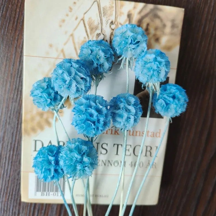 Bluejw Preserved Flower Morning Bride Bunch – 10 Stems of Natural Dried Plants for Wedding, Home, Office & Party Decorations - Image 5