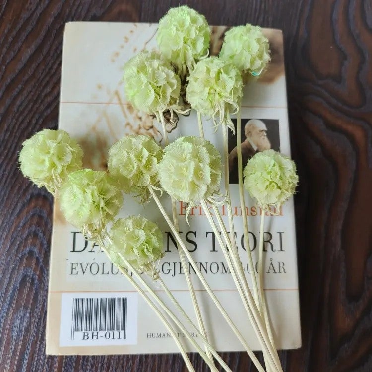 Bluejw Preserved Flower Morning Bride Bunch – 10 Stems of Natural Dried Plants for Wedding, Home, Office & Party Decorations - Image 4