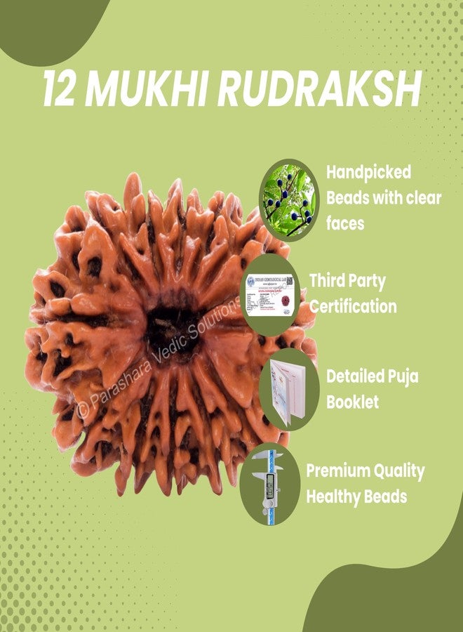 ARKAM Twelve Mukhi Rudraksha Certified/Original Nepali 12 Mukhi Rudraksh/Natural 12 Faced Rudraksha (Brown) with Certificate and Puja Instructions - Image 3
