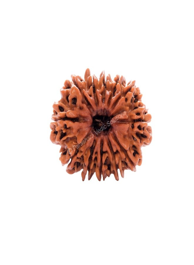ARKAM Twelve Mukhi Rudraksha Certified/Original Nepali 12 Mukhi Rudraksh/Natural 12 Faced Rudraksha (Brown) with Certificate and Puja Instructions - Image 1