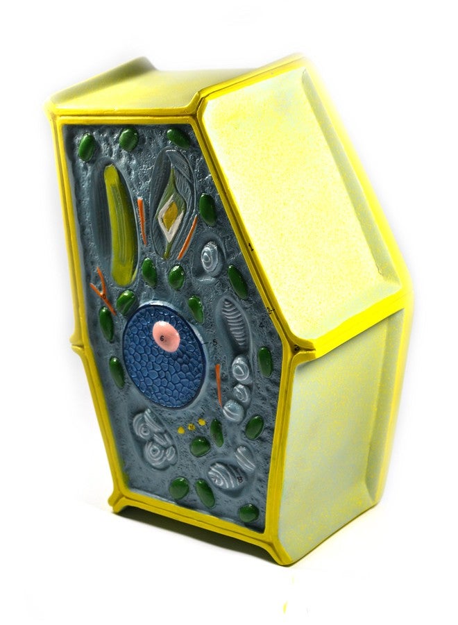 EISCO نموذج خلية النبات من إيسكو لابز؛ مكبر 50 مليون مرة؛ 10" × 6.5" × 4" - Image 2