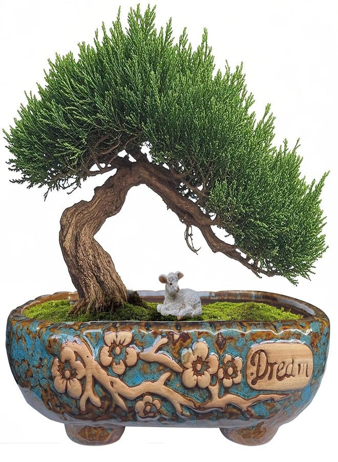 MUZHI 9.7” Rectangular Ceramic Rustic Bonsai Planter Pots with Drip Tray, Glazed Vintage Wide Mouth Shallow Pottery Bonsai Flower Planter Pots with Saucer - Image 1